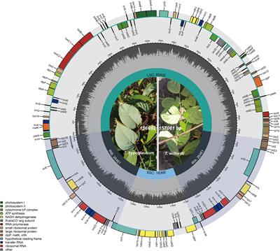 Comparative analyses of complete chloroplast genomes reveal interspecific difference and intraspecific variation of Tripterygium genus